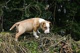 BULL TERRIER MINIATURE 248